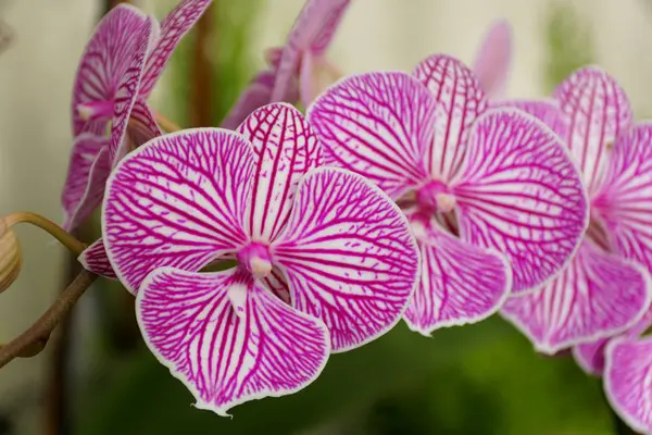 Fialové a bílé pruhy, unikátní vícebarevný Phalaenopsis orchidej květiny — Stock fotografie