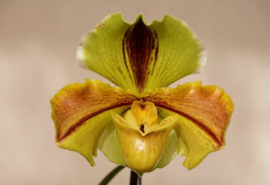 Sarı ve koyu kırmızı Paphiopedilum Lippewunder orkidesi