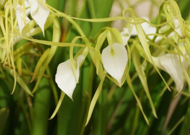 Güzel beyaz Brassavola Küçük Yıldızlar küçük orkide çiçekleri