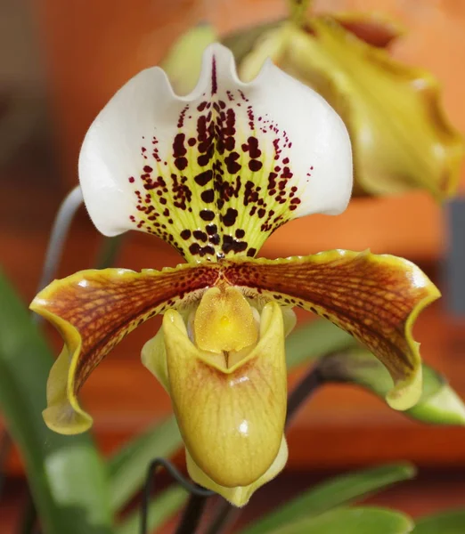 Belle fleur blanche, jaune et rouge foncé d'orchidée de paphiopedilum — Photo
