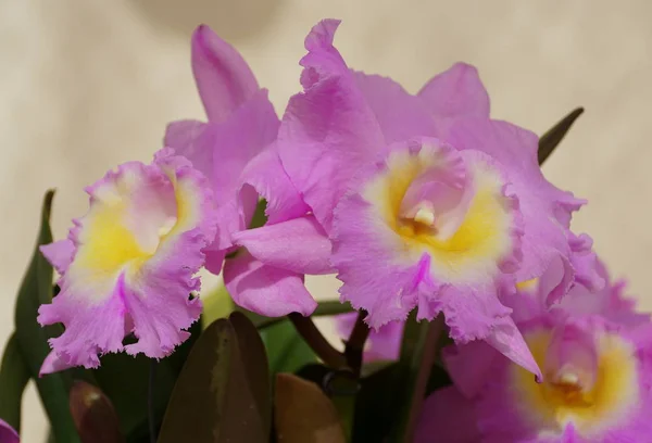 美丽的浅紫色和黄色的卡特利亚夏威夷议程"佛罗里达冬季"兰花 — 图库照片