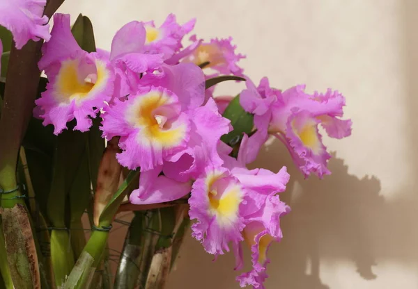 Bellissimo colore viola chiaro e giallo di Cattleya Hawaiian Agenda orchidea 'Florida Inverno' — Foto Stock
