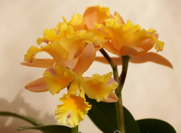 Belle couleur jaune de Rhyncattleanthe Momilani Rainbow Buttercup orchidées — Photo