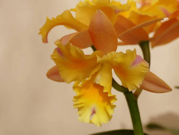 Красивый желтый цвет орхидей Rhyncattleanthe Momilani Rainbow Buttercup — стоковое фото