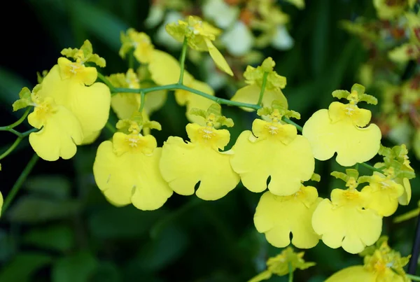 Schöner Cluster winziger gelber oncidium tanzender Damenorchideen — Stockfoto