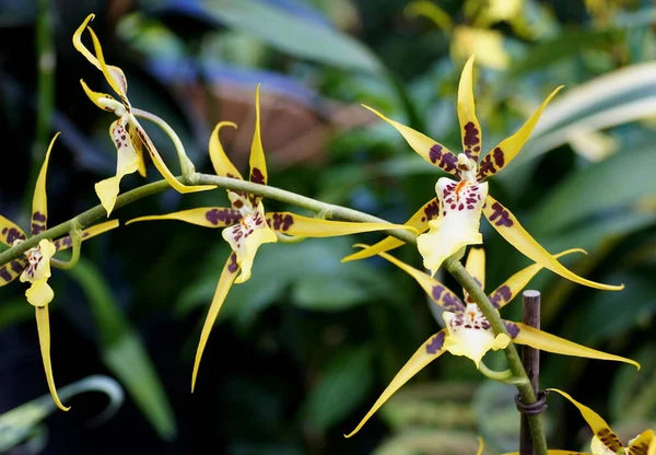 Schöne gelbe, braune und weiße Farbe der Spinnen-Orchideenblüten — Stockfoto
