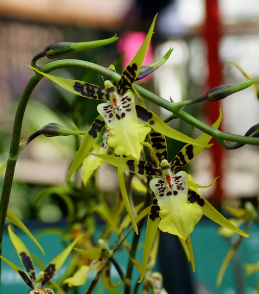 Schöne gelbe, braune und weiße Farbe der Spinnen-Orchideenblüten — Stockfoto