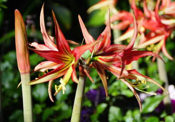 Hermoso color rojo claro de los bulbos de flores Amaryllis La Paz — Foto de Stock