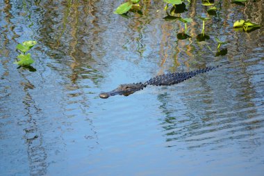 Everglades, Florida, ABD 'de suyun üzerinde yüzen bir timsah.