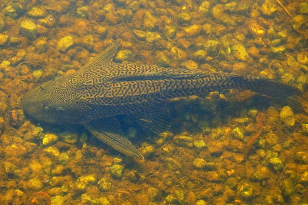 Un pesce pleco in acqua da Everglades, Florida, Stati Uniti — Foto Stock