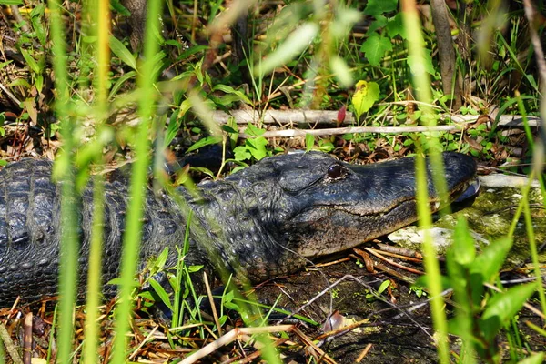 Nahaufnahme eines in der Sonne liegenden Alligators in Everglades, Florida, USA — Stockfoto