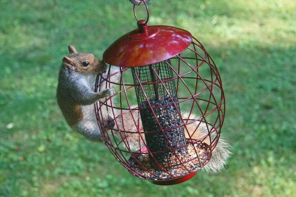 Um esquilo tentando roubar sementes de um alimentador de pássaros de metal — Fotografia de Stock