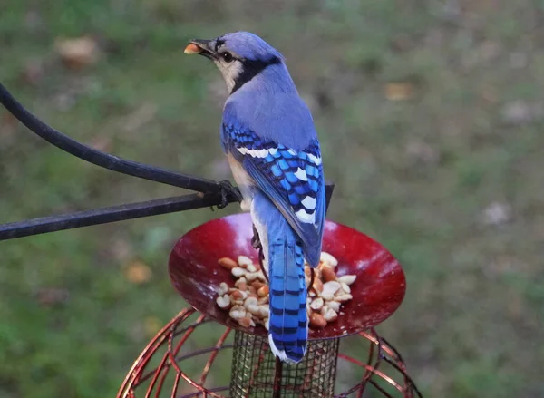 Ein schöner blauer Eichelhäher frisst Erdnüsse von einem Vogelfutterhäuschen — Stockfoto