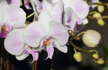 Phalaenopsis orkide çiçeklerinin güzel beyaz rengini kapat