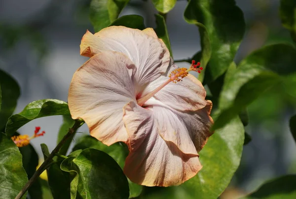 Beautiful pale color of Chinese Hibiscus \'Daddy\'s Girl\' flower