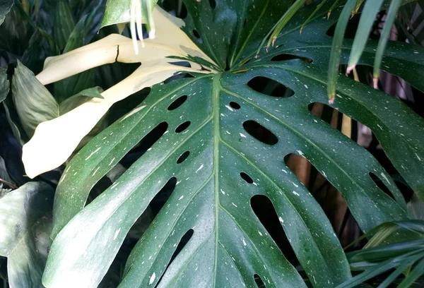 Unieke groene bladeren van Zwitserse kaas 'Variegata' tropische plant — Stockfoto