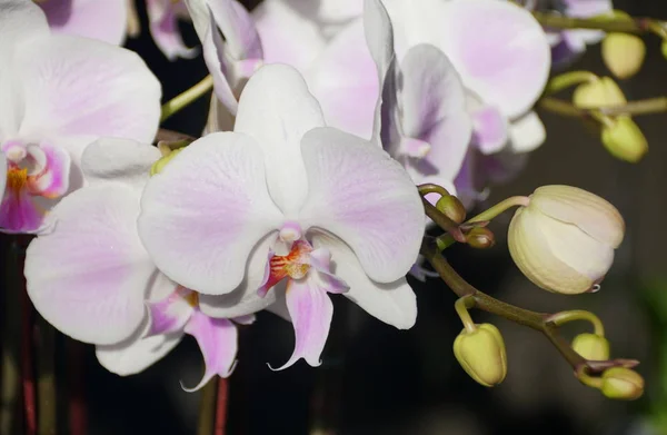 Primer plano del hermoso color blanco de las flores de la orquídea de Phalaenopsis —  Fotos de Stock