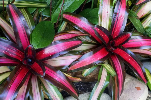 Cor mista de folhas verdes, vermelhas e pretas amarelas de Aechmea 'Tropic Torch' — Fotografia de Stock