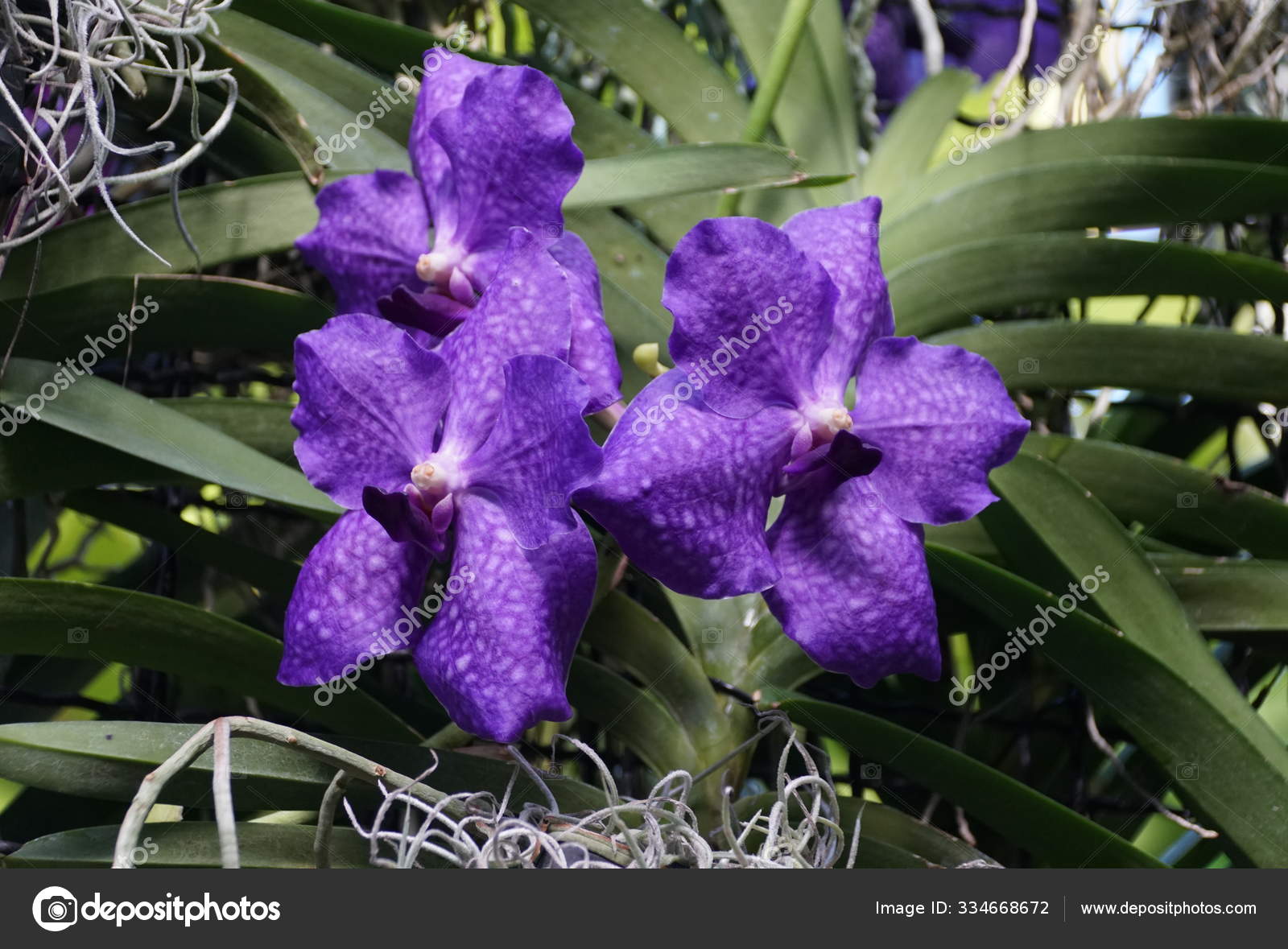 Orchidées vanda images libres de droit, photos de Orchidées vanda |  Depositphotos