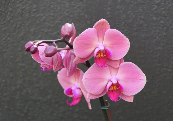 Hermoso color rosa claro de Phalaenopsis flor de la orquídea —  Fotos de Stock
