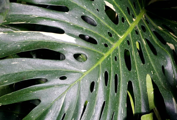 Folhas verdes únicas de Queijo Suíço 'Variegata' planta tropical — Fotografia de Stock
