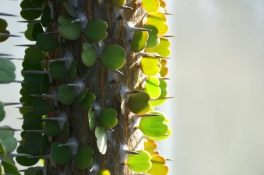 Alluaudia procera cactus, a deciduous succulent plant species from Madagascar clipart
