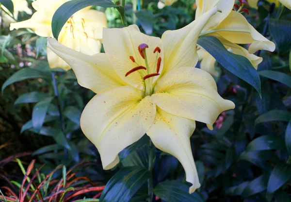 Mooie gele bloem van Oosterse Trompet Lily Zelmira — Stockfoto