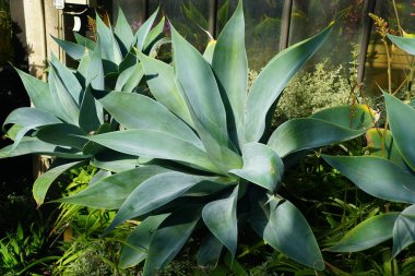 Yüzyıl Bitkisi Nova 'nın büyük soluk yeşil kaktüsü.