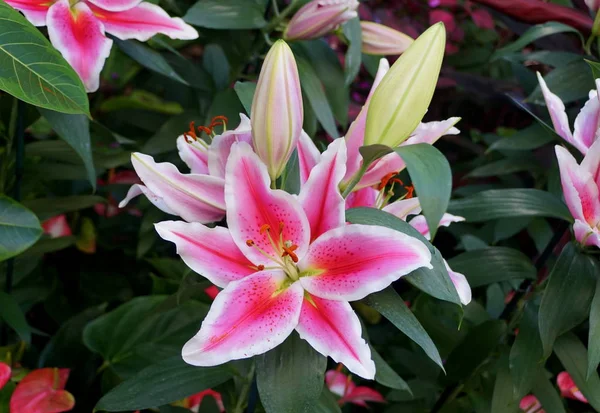 Piękny różowo-biały kwiat orientalnej hybrydy Lily 'Siponto' — Zdjęcie stockowe
