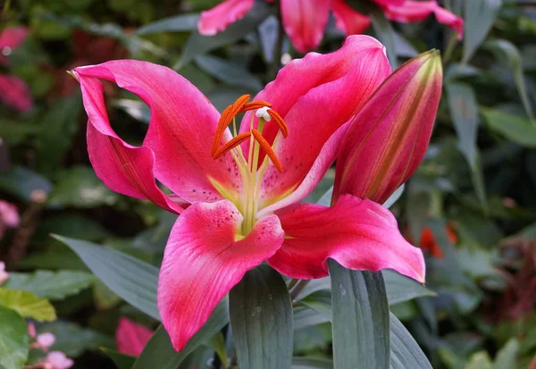 Mooie rode bloem van Oosterse Hybride Lily 'Petrolia' — Stockfoto