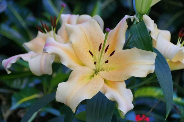 Belle fleur jaune de trompette orientale Lily Zelmira — Photo