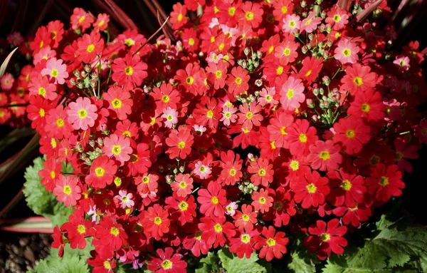 Vackra små blommor av Primrose Prima Red — Stockfoto