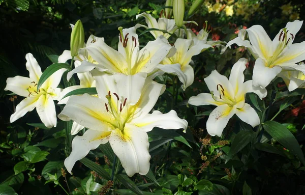 东方号角百合的美丽的白花与黄花 — 图库照片
