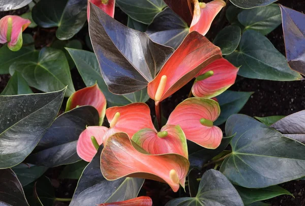Schönes hellrotes und grünes Muster auf Anthurium rainbow champion tropische Pflanze — Stockfoto