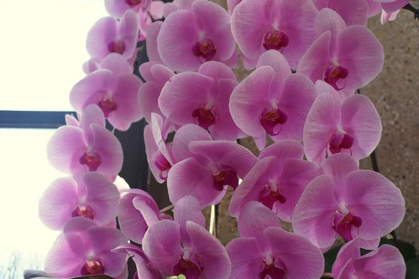 Krásná světle fialová barva Phalaenopsis orchidej květiny — Stock fotografie