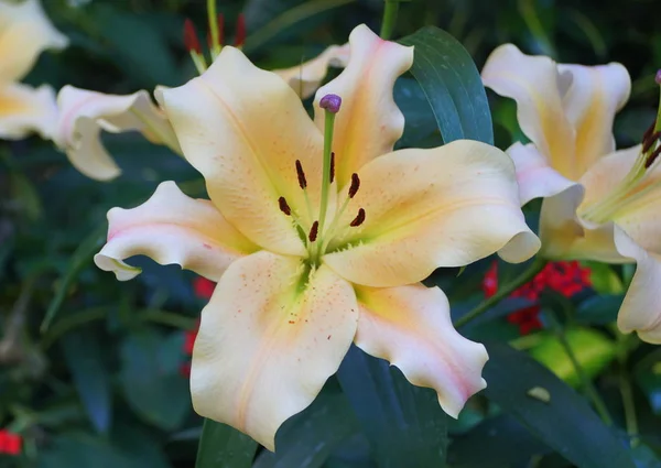 Doğu trompeti Lily Zelmira 'nın güzel açık sarı çiçeği. — Stok fotoğraf