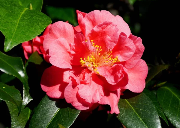 Beautiful pink color of Chinese Camellia tropical flower