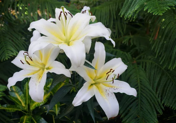 东方号角百合的美丽的白花与黄花 — 图库照片