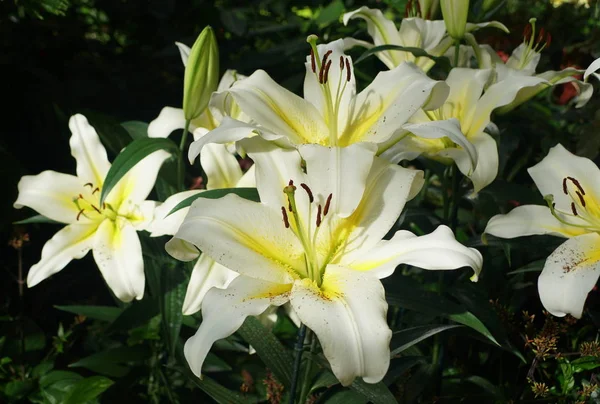 Doğu trompeti Lily Luson 'un güzel beyaz ve sarı çiçeği. — Stok fotoğraf