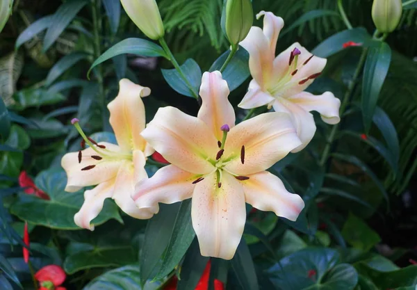 东方杂交种Lily Eldoret美丽的浅黄色花朵 — 图库照片