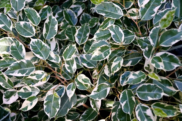 Hermoso follaje blanco y verde de la higuera llorona Variegata planta tropical — Foto de Stock