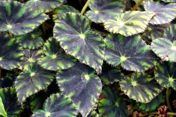 Beautiful green pattern of Trailing Scandent Begonia tropical plant — 스톡 사진