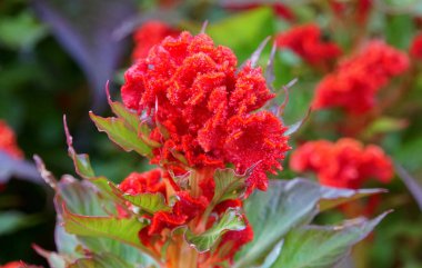 Güzel ve pofuduk kırmızı Celosia çiçeği, Horoz Tarağı olarak da bilinir.