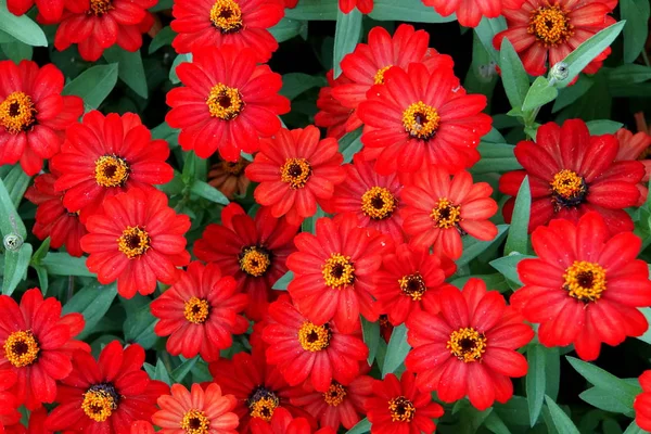 Stunning bright color of Zinnia Profusion Red flowers — 스톡 사진