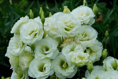 Lisianthus 'un güzel beyaz rengi Mariachi kireç yeşili çiçekleri