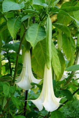 Güzel beyaz melekler Trompet Brugmansia Cypress Bahçeleri
