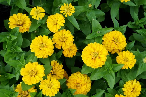 Bela cor brilhante de Zinnia Magalhães Flores amarelas — Fotografia de Stock