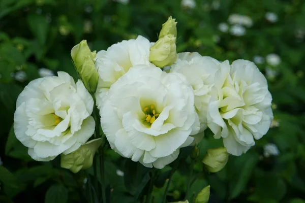 Piękny biały kolor Lisianthus Mariachi Lime Zielone kwiaty — Zdjęcie stockowe