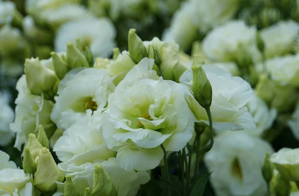 Hermoso color blanco de Lisianthus Mariachi Lima Flores verdes — Foto de Stock