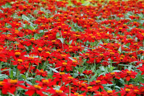 Belle Zinnia Profusion Fleurs rouges fleurissant en été — Photo